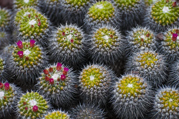 Cacto com flores rosa — Fotografia de Stock