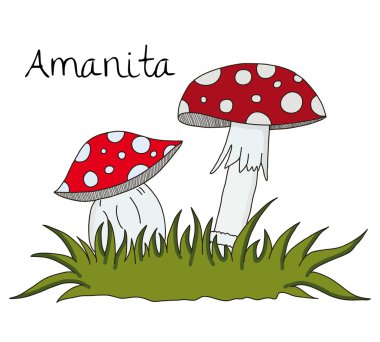 amanita mantar beyaz arka plan üzerinde gösterimi