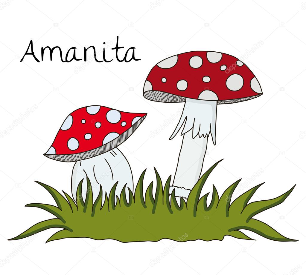 白い背景の上の Amanita のキノコの図 ストックベクター C Isabel A