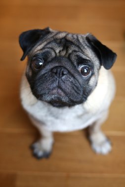Pug köpek..