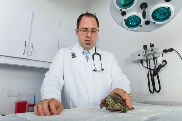 Черепаха у ветеринара — стоковое фото