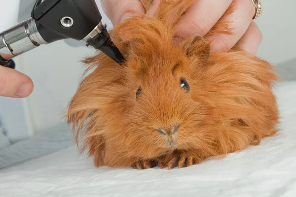 Dierenarts onderzoek cavia Rechtenvrije Stockfoto's