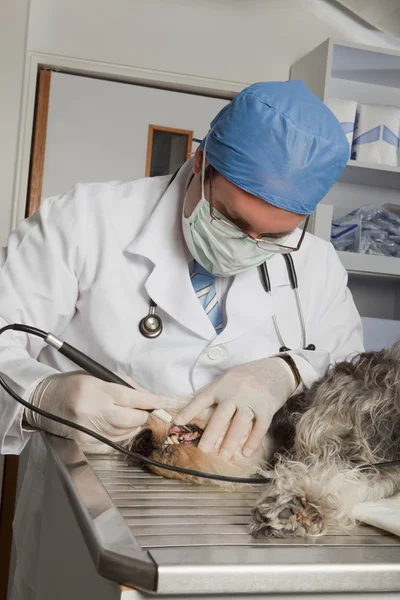 Vétérinaire examinant chiot Images De Stock Libres De Droits