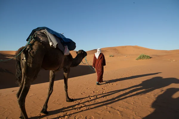 Nomad and camel in the desert — Stock Photo, Image