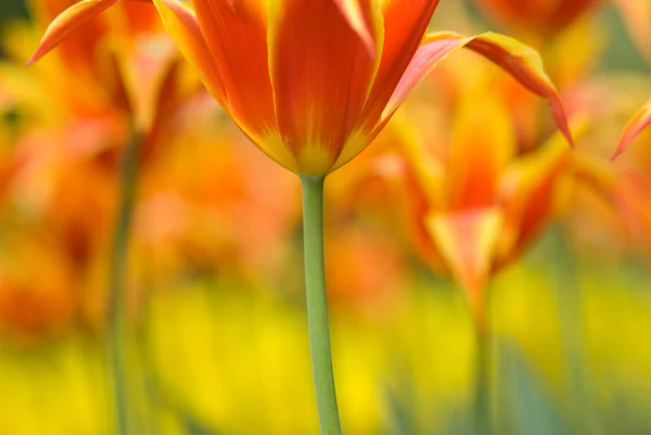 Тюльпаны в желтом и оранжевом — стоковое фото