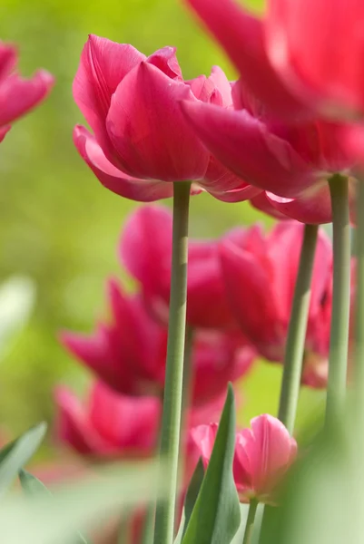 Огненная роза тюльпанов — стоковое фото
