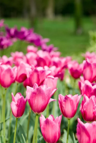 Túlipas rosa Imagens De Bancos De Imagens