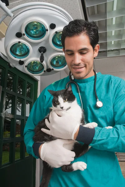 Veterinario prendersi cura di animali domestici — Foto Stock