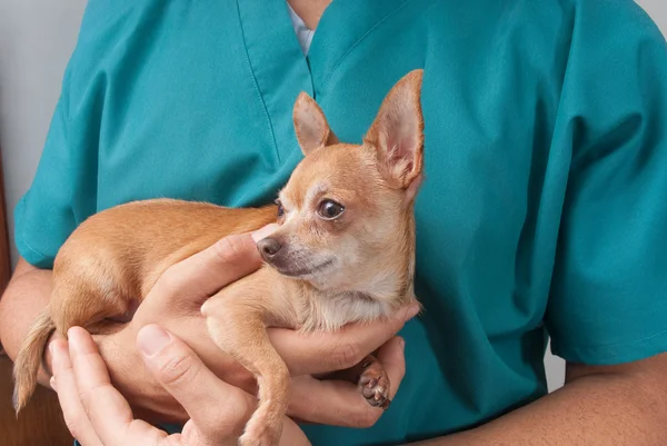 Vétérinaire prenant soin de l'animal Images De Stock Libres De Droits