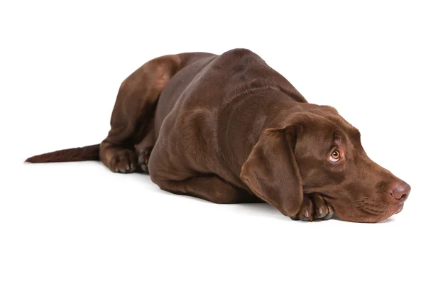 Labrador Retriever auf weißem Hintergrund — Stockfoto