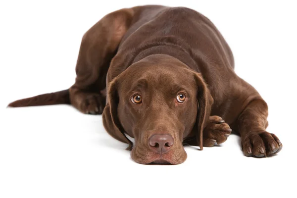 Labrador Retriever auf weißem Hintergrund — Stockfoto