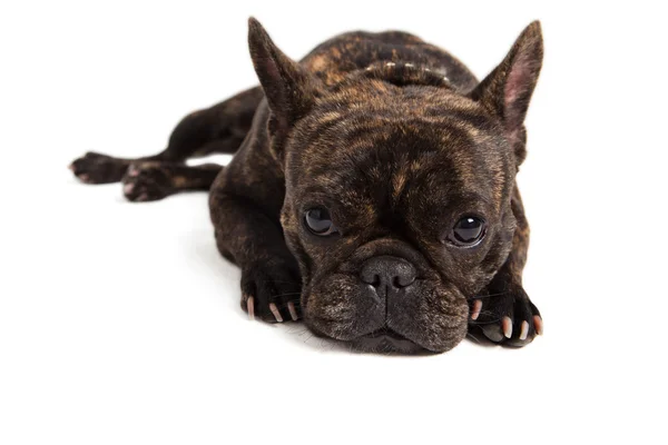Retrato bulldog francês - isolado em branco — Fotografia de Stock