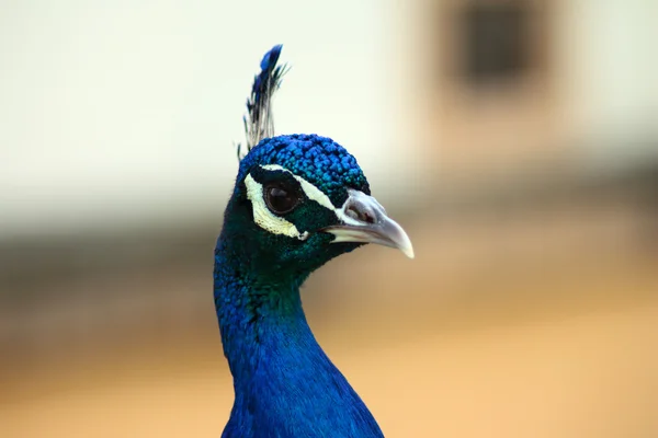 Peacock — Stock Photo, Image