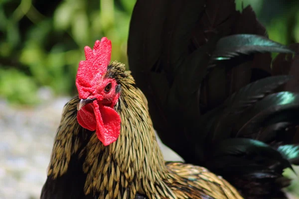 Rooster — Stock Photo, Image