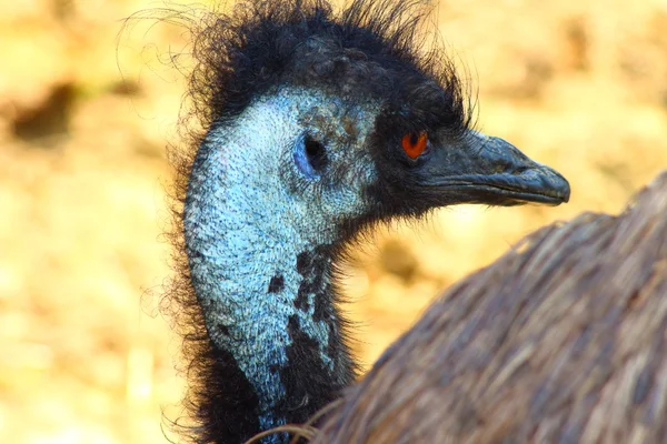 Ostrich head — Stock Photo, Image