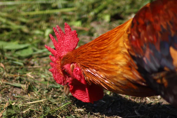 닭 머리 — 스톡 사진