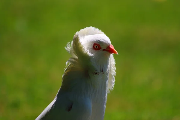 Pombo branco — Fotografia de Stock