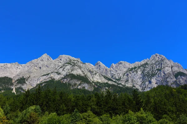 Schönbergwald — Zdjęcie stockowe