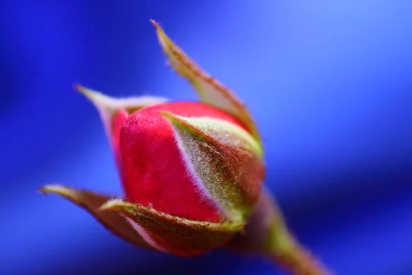 Ο κόκκινος αυξήθηκε λουλούδι — Φωτογραφία Αρχείου