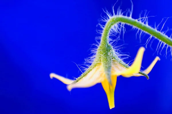 Yellow Wildflower — Stock Photo, Image