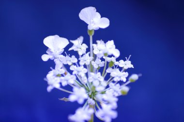 Daucus carota