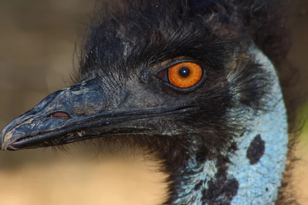 Ostrich — Stock Photo, Image