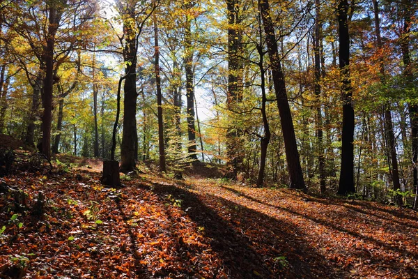 Austrian Forest — Stock Photo, Image