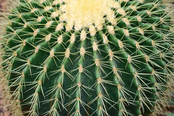 Kaktusz növény — Stock Fotó