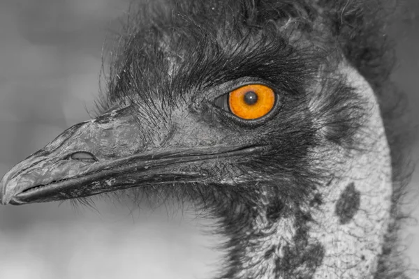 Ostrich eye — Stock Photo, Image