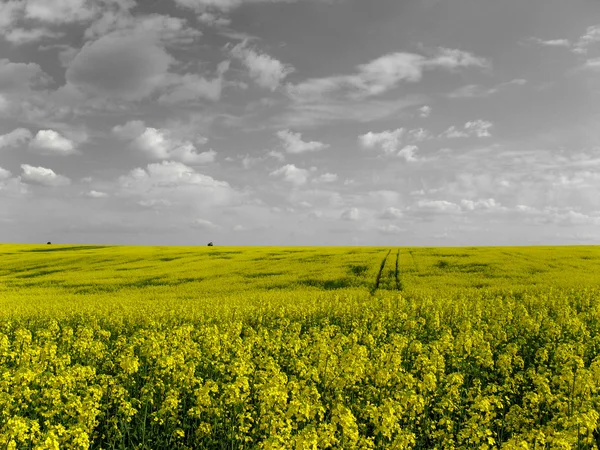 Campo stupro — Foto Stock