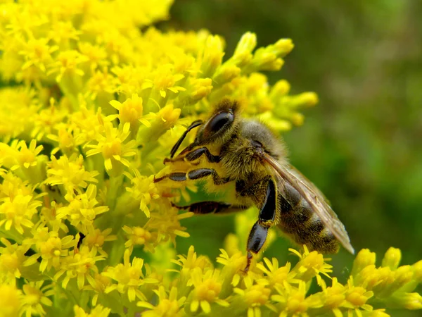 Pszczoła na żółte kwiaty — Zdjęcie stockowe