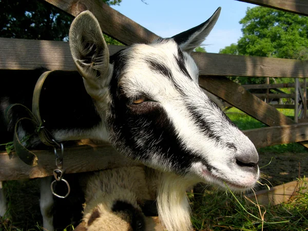 Ziege — Stockfoto