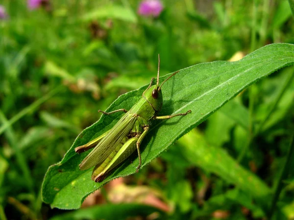 British insects Stock Photos, Royalty Free British insects Images ...