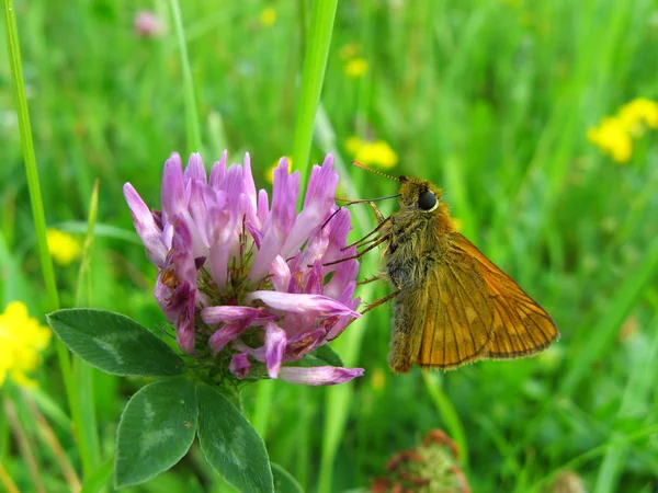 Motyl — Zdjęcie stockowe