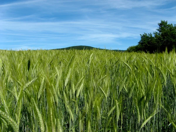 Buğday tarlası — Stok fotoğraf