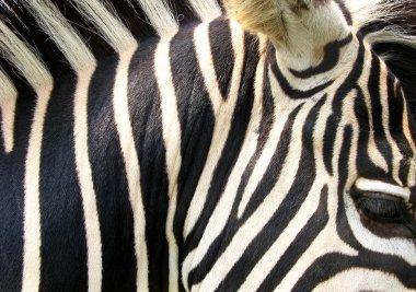 Zebra