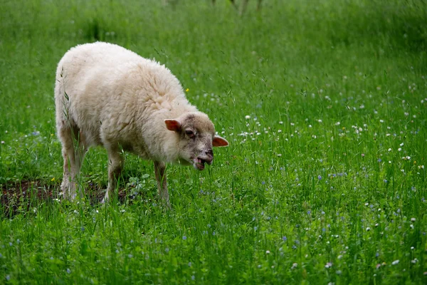 Pasto de ovinos — Fotografia de Stock