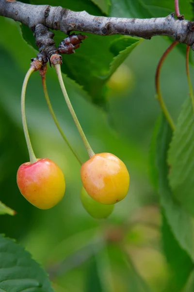 Ripening cherries — Stock Photo, Image