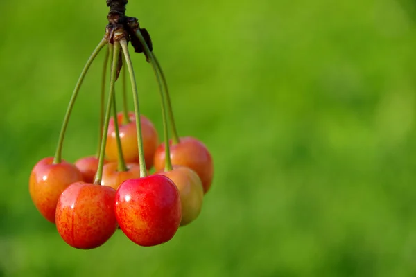 Ripening cherries — Stock Photo, Image
