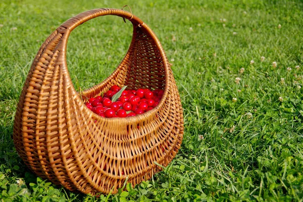 Basket full of cherries — Stock Photo, Image