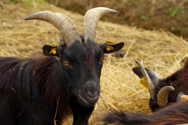 Siyah keçi — Stok fotoğraf