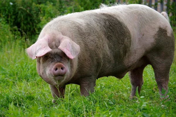 豚イノシシ — ストック写真
