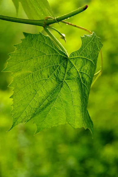 Druivenblad — Stockfoto