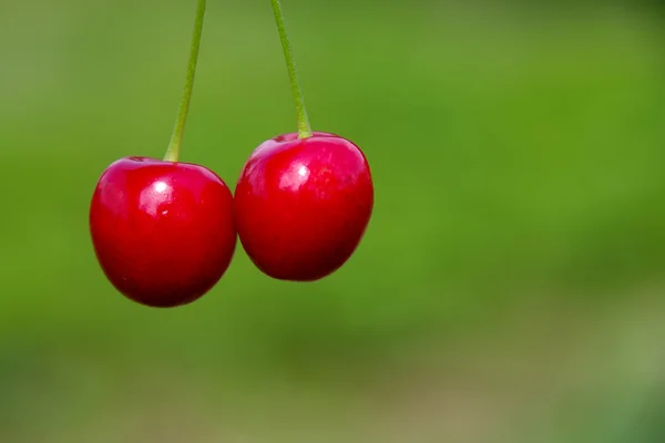 The ripe cherries — Stock Photo, Image