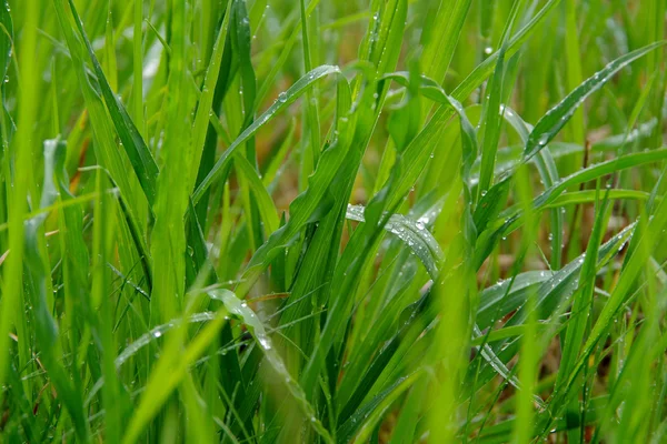 Green grass. — Stock Photo, Image