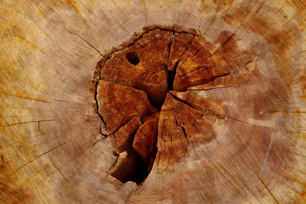 Anelli annuali di legno — Foto Stock
