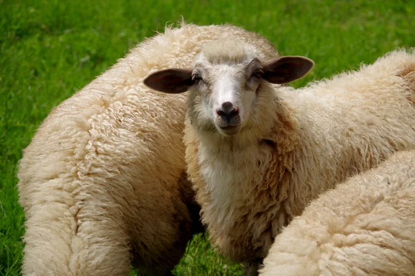 Sheep — Stock Photo, Image