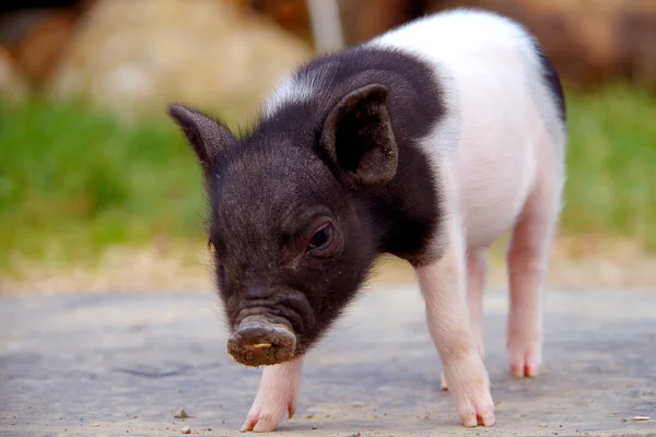 Pequeño cerdito —  Fotos de Stock