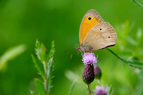 Motyl na kwiatku — Zdjęcie stockowe