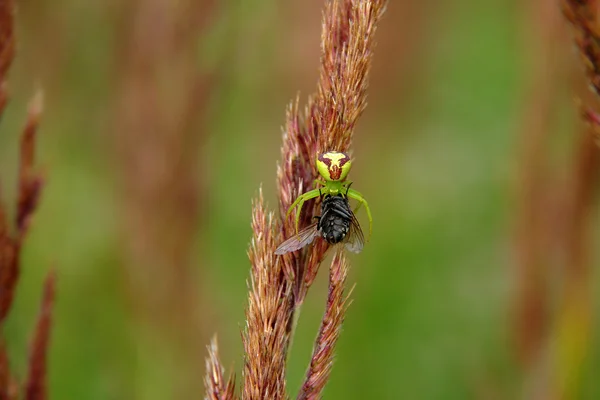 L'araignée mange — Photo